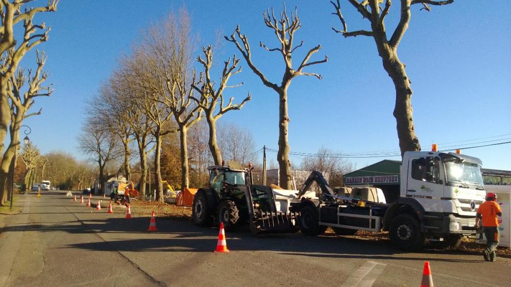 abattage arbre