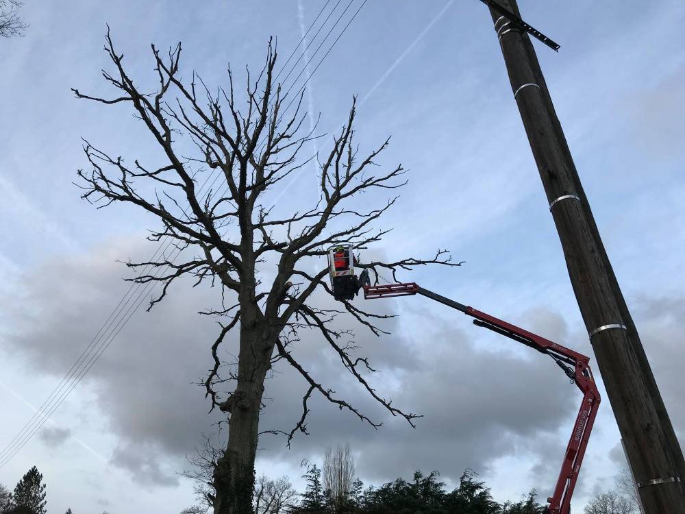 lagage arbre particulier